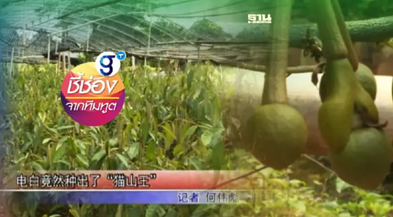 เกษตรไทยมีหนาว! จีนทดลองปลูกทุเรียนสำเร็จแล้วที่มณฑลม้าวหมิง-กวางตุ้ง เกษตรไทยมีหนาว! จีนทดลองปลูกทุเรียนสำเร็จแล้วที่มณฑลม้าวหมิง-กวางตุ้ง