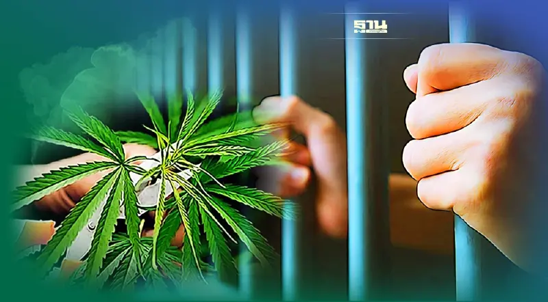 ปลดล็อกกัญชา 9 มิ.ย. ปล่อยตัว "ผู้ต้องขัง" ทันที 3,071 คน