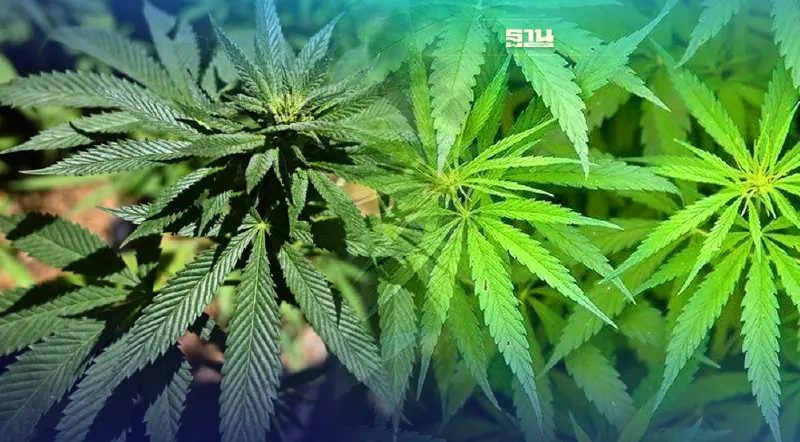 กัญชง กับ กัญชา ต่างกันอย่างไร ที่นี่มีคำตอบ 