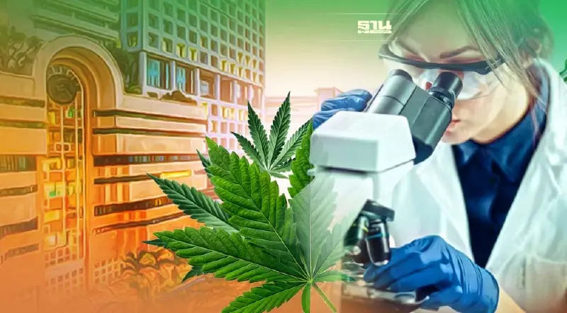 ศิริราชประกาศ‘ปลอดกัญชา’ คุมเข้มการใช้ อนุญาตเฉพาะงานศึกษาวิจัย