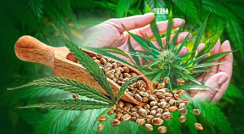 รู้จัก กัญชาพันธุ์ไทย “ตะนาวศรีก้านแดง” ให้สาร CBD สูง