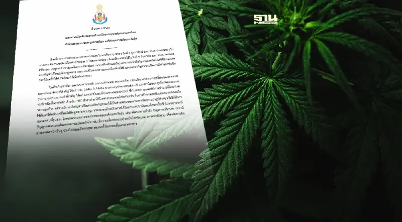 "ราชวิทยาลัยกุมารแพทย์" ห่วงกัญชาเสรี เด็กเข้าถึงง่าย-กระทบพัฒนาการสมอง