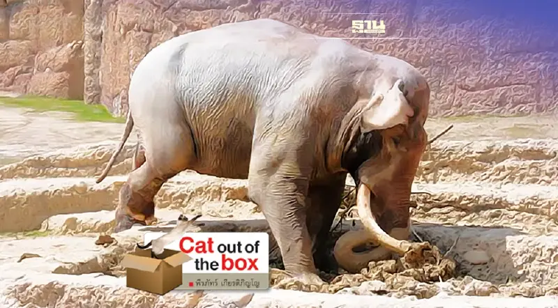 ช้างต่อ และ การตกมัน