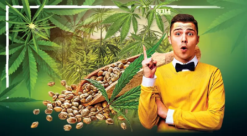รวมทุกเรื่องต้องรู้ "กัญชง กัญชา" หลังปลดล็อก 9 มิ.ย.นี้