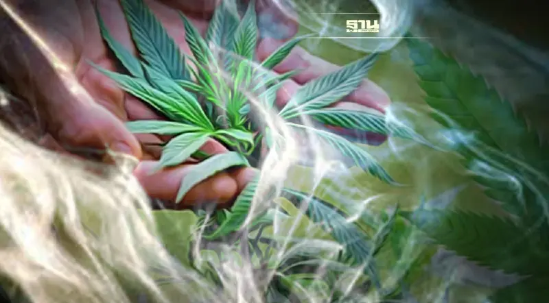 ควันกัญชา มีสารเคมีกี่ชนิด อันตรายต่อร่างกายแค่ไหน ?