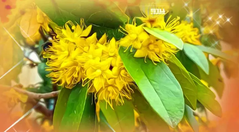 ทำความรู้จัก "ต้นรวงผึ้ง" Yellow Star ต้นไม้ประจำพระองค์ในหลวงรัชกาลที่10 ทำความรู้จัก "ต้นรวงผึ้ง" Yellow Star ต้นไม้ประจำพระองค์ในหลวงรัชกาลที่10
