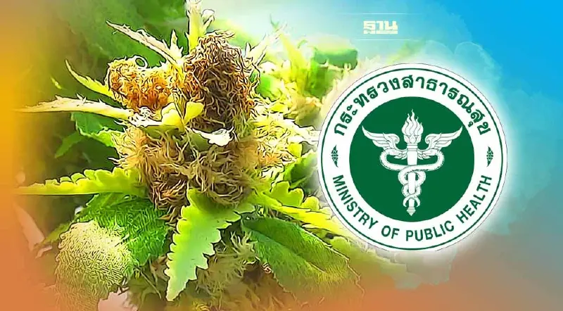 สธ.เล็งออกประกาศใหม่คุมกัญชาเฉพาะ “ช่อดอกกัญชา” เป็นสมุนไพรควบคุม