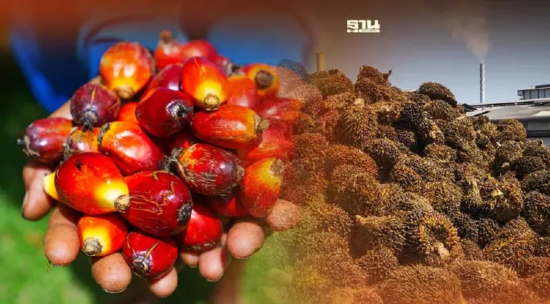 ราคาปาล์มวันนี้(20ก.ค.) ลดลง30 สตางค์/กก.