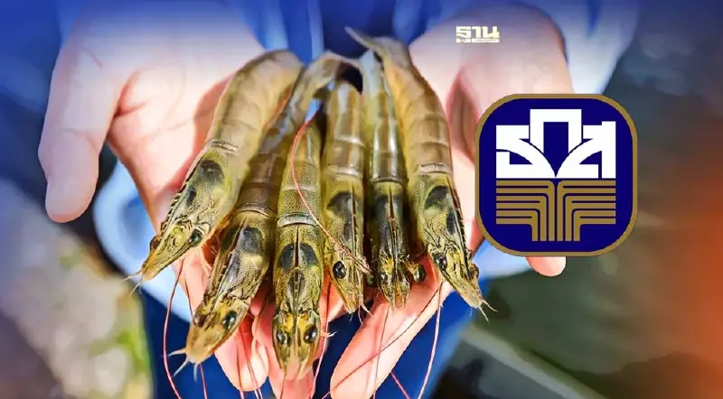 ข่าวดี! ผู้เลี้ยงกุ้ง ธ.ก.ส. เติมทุน หนุนลดต้นทุนการผลิต ให้กู้สูงสุด 3 ล้าน ข่าวดี! ผู้เลี้ยงกุ้ง ธ.ก.ส. เติมทุน หนุนลดต้นทุนการผลิต ให้กู้สูงสุด 3 ล้าน