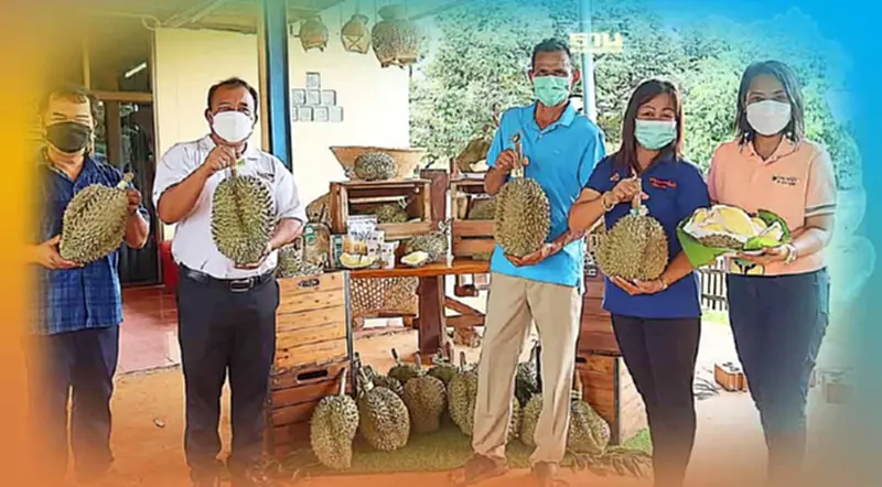 พาณิชย์ ปั้น “ทุเรียนภูเขาไฟศรีสะเกษ” ติดมาตรฐาน GI มากขึ้น พาณิชย์ ปั้น “ทุเรียนภูเขาไฟศรีสะเกษ” ติดมาตรฐาน GI มากขึ้น