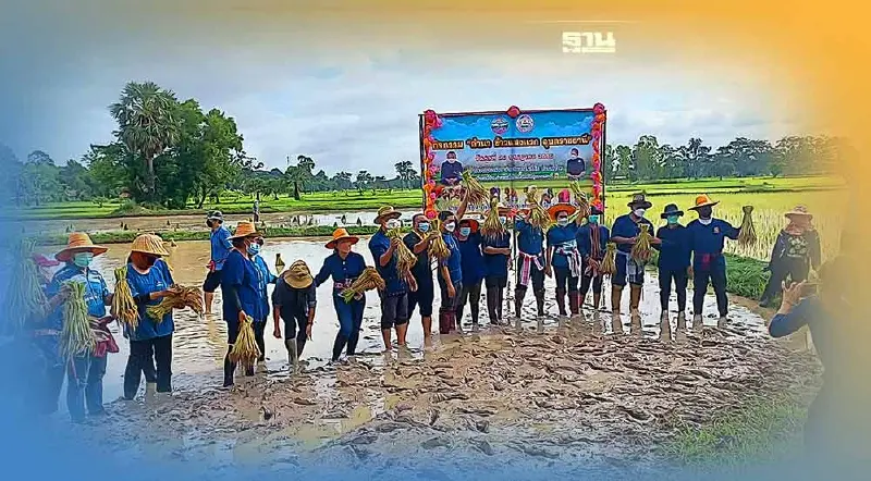 ผู้ว่าฯนำดำนาเอง"ข้าวแสงแรก"สุดยอดของดี"เมืองสี่แสง"อุบลราชธานี