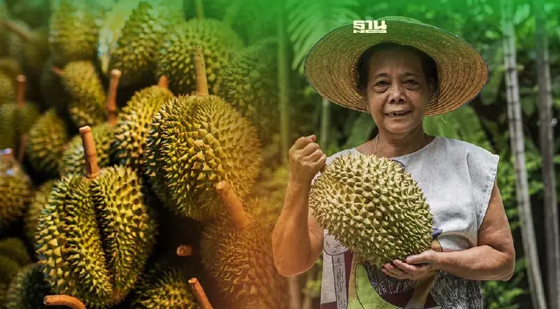 ทุเรียนไทยยังรุ่ง “พาณิชย์”ดันใช้FTAขยายส่งออก
