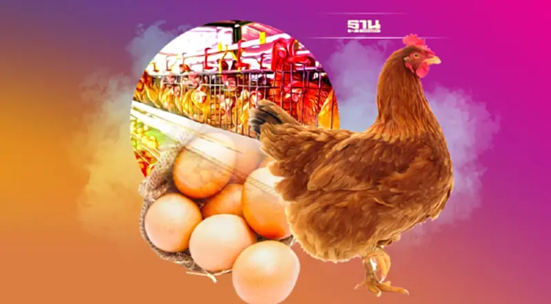 วงการไก่ไข่ ค้าน-หนุน 2ฟาร์ม ผลิตแม่พันธุ์เอง หวั่นไข่ยิ่งล้นตลาด วงการไก่ไข่ ค้าน-หนุน 2ฟาร์ม ผลิตแม่พันธุ์เอง หวั่นไข่ยิ่งล้นตลาด