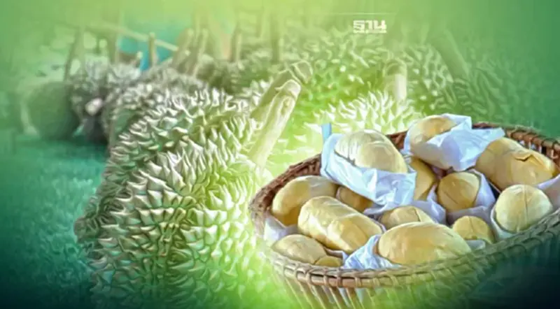“ทุเรียนภูเขาไฟ” ราคาดี ซื้อ-ขายกิโลกรัมละ 120-140 บาท “ทุเรียนภูเขาไฟ” ราคาดี ซื้อ-ขายกิโลกรัมละ 120-140 บาท