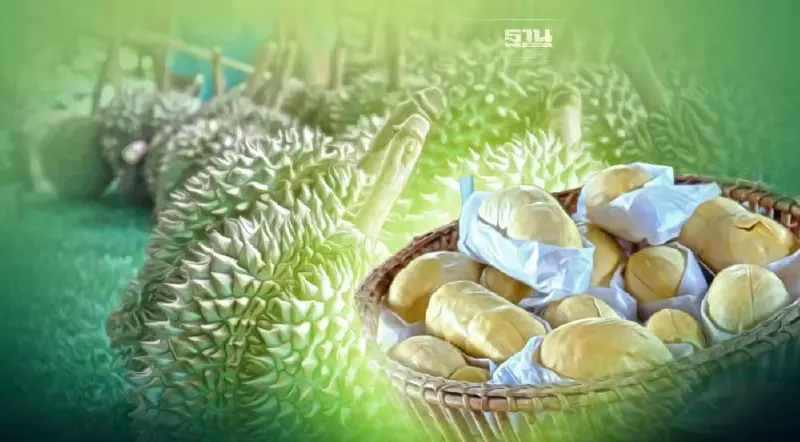 “ทุเรียนภูเขาไฟ” ราคาดี ซื้อ-ขายกิโลกรัมละ 120-140 บาท