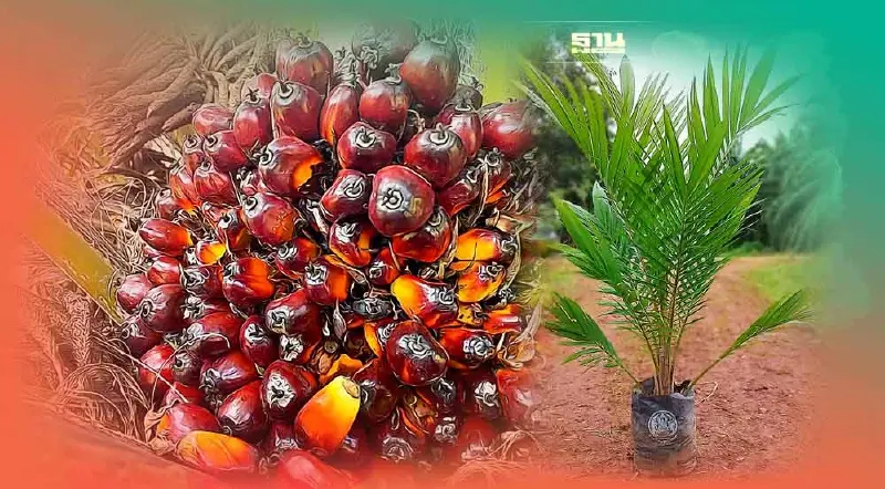 วิธีเลือกซื้อต้นกล้าปาล์มน้ำมันคุณภาพ ดูยังไงให้ได้ต้นพันธุ์ที่ดี