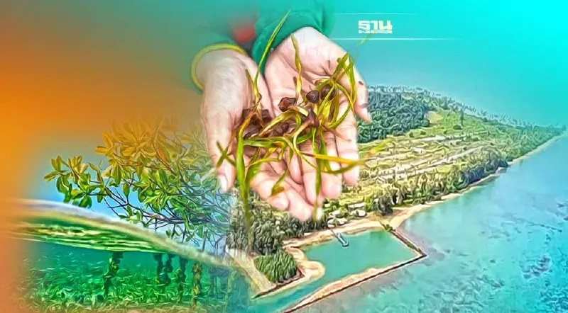 "บางจาก" เร่งศึกษา Blue Carbon เกาะหมาก ดูดซับคาร์บอน สู่ Net Zero