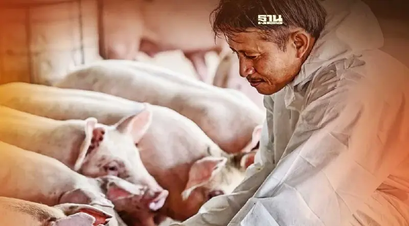 ผู้เลี้ยงหมูเฮ เตรียมรับเงินเยียวยากว่า 750 ล้าน เพิ่มกำลังใจฟื้นอาชีพ