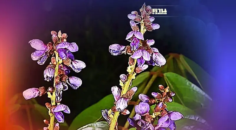 พืชชนิดใหม่ของโลก "ม่วงราชสิริน-ซ่อนแก้ว" ค้นพบที่จังหวัดไหน คลิกที่นี่ พืชชนิดใหม่ของโลก "ม่วงราชสิริน-ซ่อนแก้ว" ค้นพบที่จังหวัดไหน คลิกที่นี่