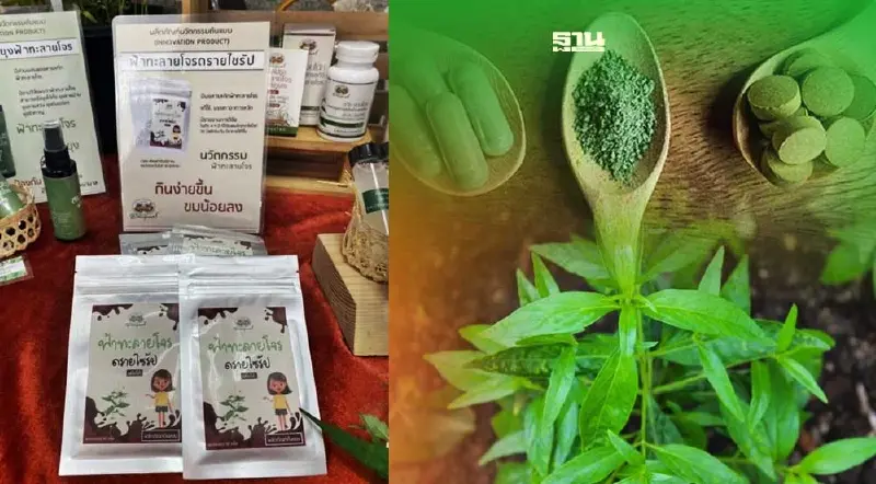 เร่งพัฒนา "ฟ้าทะลายโจร" สูตรสำหรับเด็ก คาดแล้วเสร็จปลายปีนี้ 