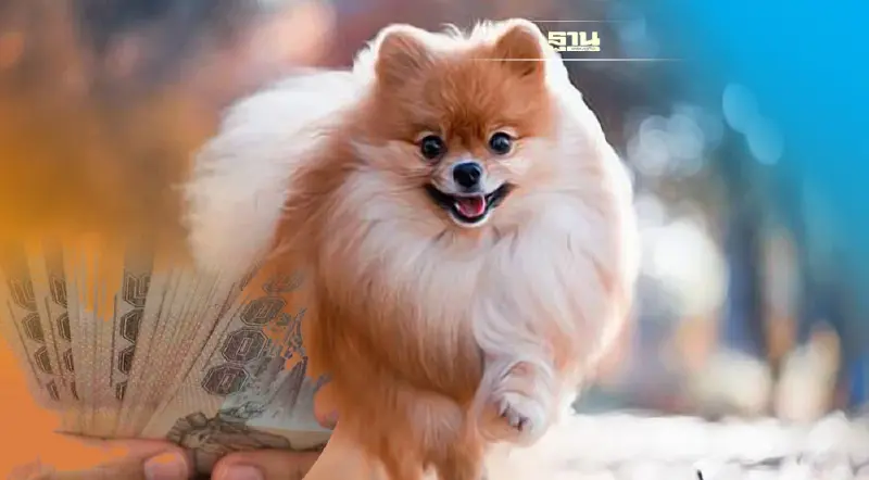 อยากเลี้ยงสุนัขพันธุ์ “ปอมเมอเรเนียน”สักตัว ต้องจ่ายเท่าไหร่