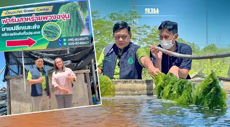 “อลงกรณ์”เคลื่อนเพชรบุรีโมเดล คิกออฟสาหร่ายอาหารแห่งอนาคต ชิงตลาด 5 แสนล.