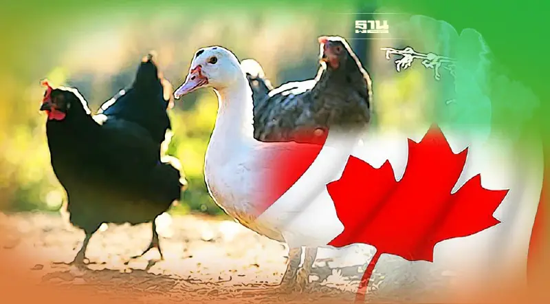 “เป็ด-ไก่”  ไทย มีเฮ ลุ้น “แคนาดา” ประกาศรับรองโรงงานเพิ่ม