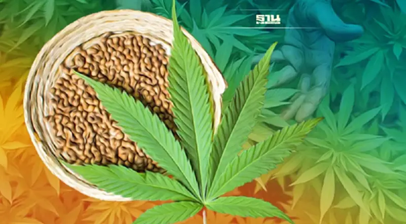 “กัญชา-กัญชง” ปรุงอาหาร ผู้ประกอบการ-คนทำอาหาร ต้องอบรมหลักสูตร 30 นาที “กัญชา-กัญชง” ปรุงอาหาร ผู้ประกอบการ-คนทำอาหาร ต้องอบรมหลักสูตร 30 นาที