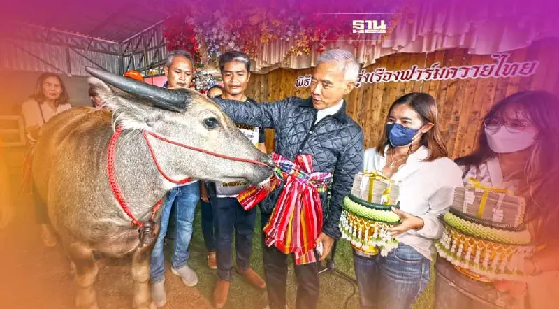 สุวัจน์ สู่ขอ จันทร์เจ้า 3,399,999 บาท ควายสวยงามหนุนท่องเที่ยว