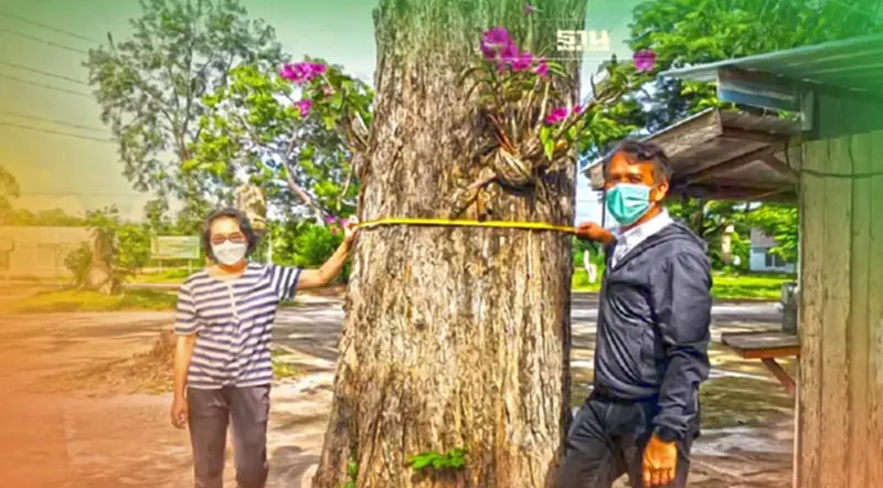 พาณิชย์ชวนเกษตรกรนำไม้ยืนต้นหลักเป็นประกันทางธุรกิจ พาณิชย์ชวนเกษตรกรนำไม้ยืนต้นหลักเป็นประกันทางธุรกิจ