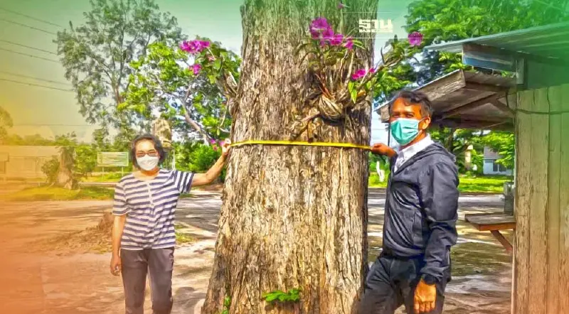 พาณิชย์ชวนเกษตรกรนำไม้ยืนต้นหลักเป็นประกันทางธุรกิจ