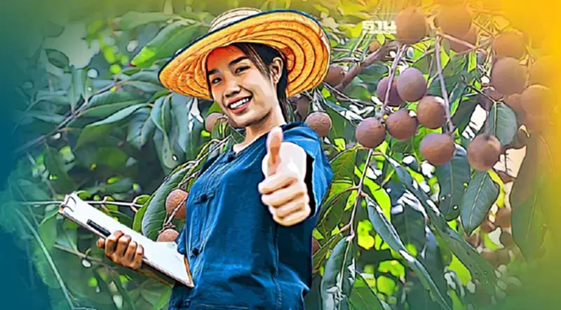 พาณิชย์ ช่วยชาวสวนลำไย ดัน“ลำไยเบี้ยวเขียวลำพูน”เทียบชั้นผลไม้พรีเมี่ยม พาณิชย์ ช่วยชาวสวนลำไย ดัน“ลำไยเบี้ยวเขียวลำพูน”เทียบชั้นผลไม้พรีเมี่ยม