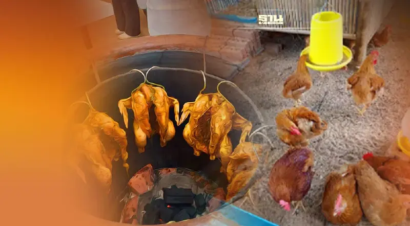 สายไก่ต้องไม่พลาด ม.สงขลานครินทร์เปิดตัวสายพันธุ์ใหม่"ไก่เบขลา"     