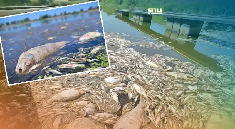 ผงะปลานับพันตายเกลื่อนแม่น้ำ "โอเดอร์" ในเยอรมนี-โปแลนด์