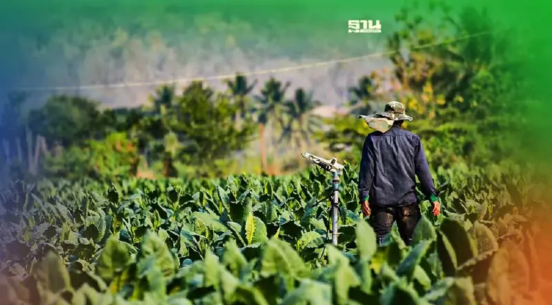 ชาวไร่ยาสูบสุโขทัยหวั่น สธ. แบนส่วนผสมในบุหรี่ซ้ำเติมชาวไร่