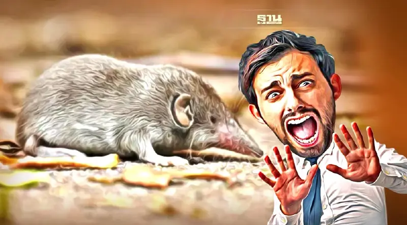 ไวรัสเลย์วีน่ากลัวแค่ไหน แพร่เชื้ออย่างไร อาการเป็นยังไง เช็คเลย