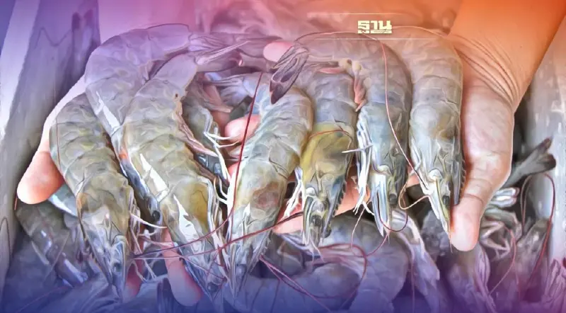 รัฐบาลไทย ปล่อยนำเข้ากุ้งเอกวาดอร์-อินเดีย โวยไม่เหลียวแลเกษตรกรไทย