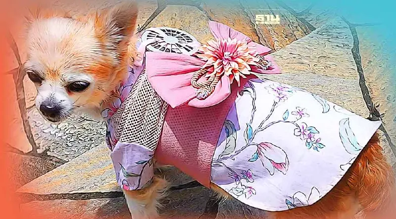 เสื้อผ้าแมว-หมาติดพัดลม ตัวช่วยไม่หวั่นแม้วันร้อนมาก