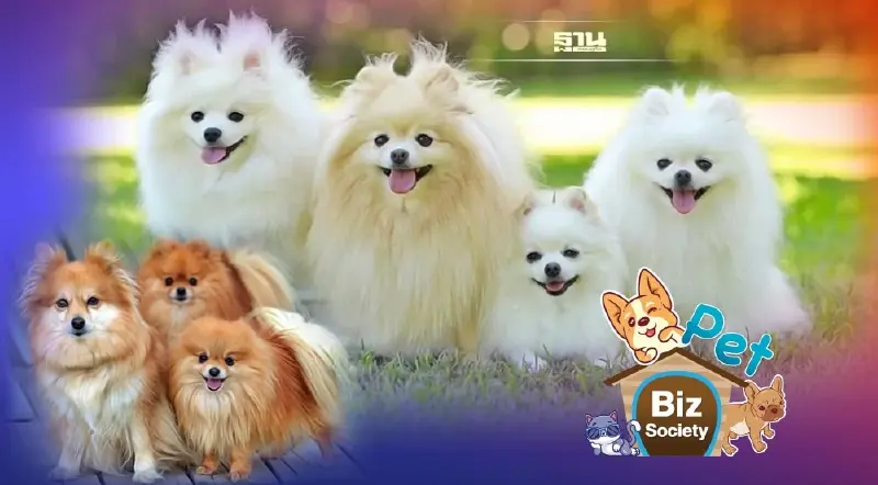 ปอมเมอเรเนียน แซงหน้า ไซบีเรียน ครองเบอร์ 1 ยอดขายสุนัขออนไลน์