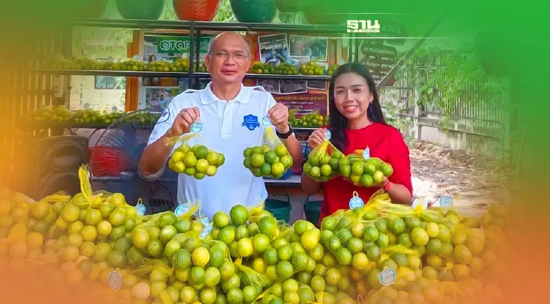 พาณิชย์ผนึก 40 ฟาร์ม เอาท์เลท แก้มะนาวล้นตลาด ซื้อ 100 ขึ้นไป รับมะนาวฟรี 1 ถุง