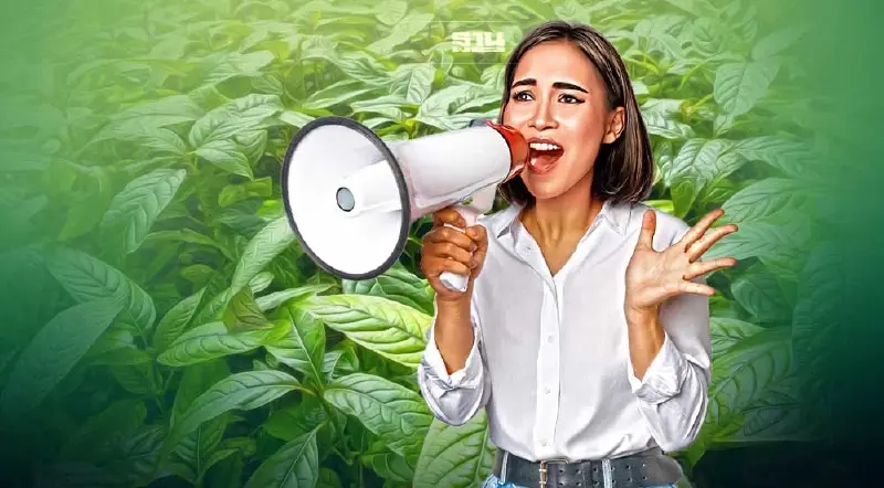 เตือนภัย มิจฉาชีพแอบอ้างเป็นเจ้าหน้าที่หลอกรับซื้อกระท่อมจากเกษตรกร