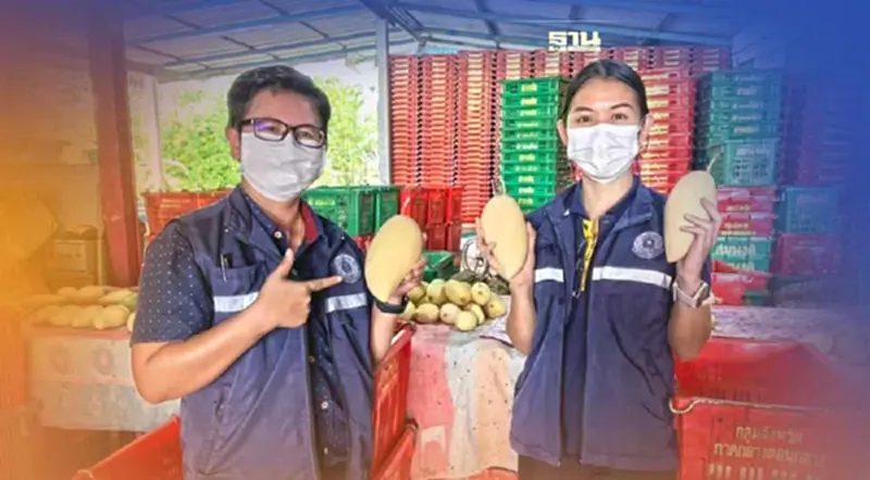 ลดต้นทุน "มะม่วงน้ำดอกไม้" ด้วยเทคโนโลยี Air blast ลดต้นทุน "มะม่วงน้ำดอกไม้" ด้วยเทคโนโลยี Air blast