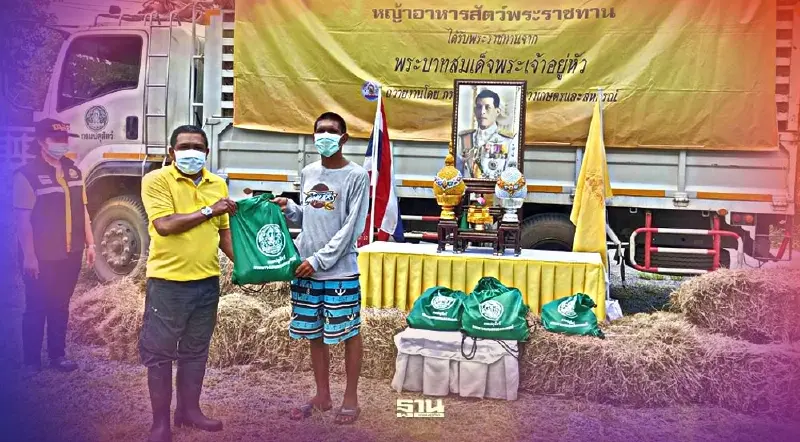 เร่งระดมมอบหญ้าอาหารสัตว์พระราชทานจากในหลวง ร.10 ให้ผู้ประสบภัยน้ำท่วม