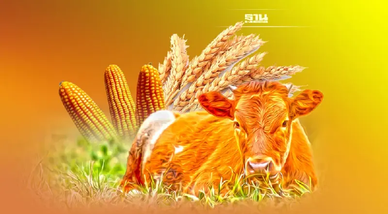 ข้าวโพดโลก สต๊อกวูบราคาพุ่ง  ร้องปรับราคาประกัน 12 บาท/กก.