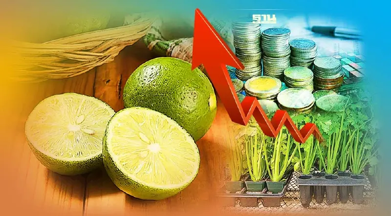 ราคาผักวันนี้(19ก.ย.) “มะนาว-ขึ้นฉ่าย”ราคาพุ่งแรงมาก