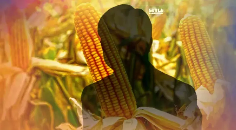 โวย ยกเลิก มาตรการ 3:1 ชั่วคราว แก้ปัญหาอาหารสัตว์ ทุบราคาข้าวโพดร่วง