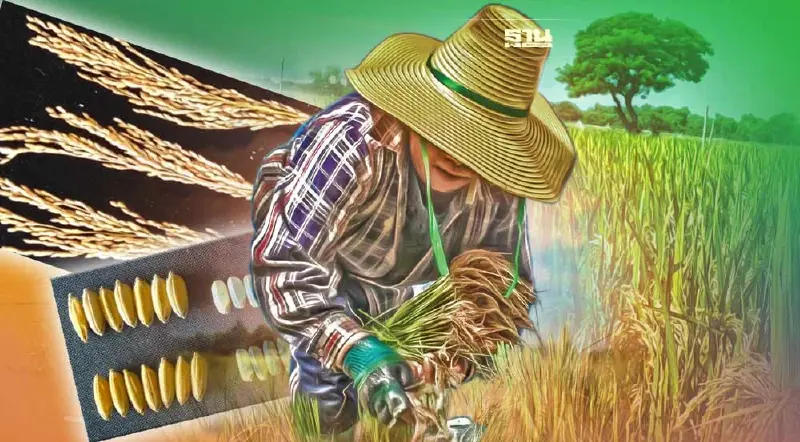 เปิดตัว “ข้าวเจ้าพันธุ์ กข81”   ปลูกทดแทนวัตถุดิบอาหารสัตว์