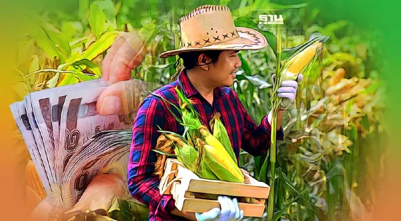 พาณิชย์ เกาะติดราคาข้าวโพดสัตว์เลี้ยง  หลังราคาพุ่งสูงหวั่นกระทบผู้ปลูก