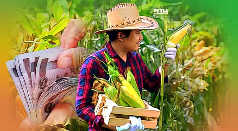 พาณิชย์ เกาะติดราคาข้าวโพดสัตว์เลี้ยง หลังราคาพุ่งสูงหวั่นกระทบผู้ปลูก พาณิชย์ เกาะติดราคาข้าวโพดสัตว์เลี้ยง หลังราคาพุ่งสูงหวั่นกระทบผู้ปลูก