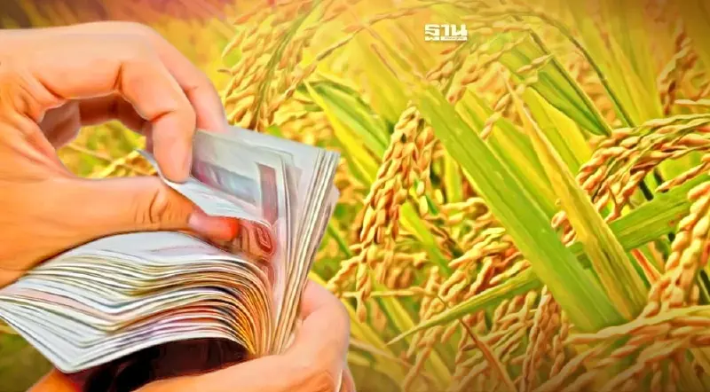 ประกันรายได้ข้าวปี4 ตรวจสอบสถานะ เช็คสิทธิรับเงินส่วนต่างให้ชัวร์ทำยังไง